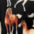 Love of Horses Black